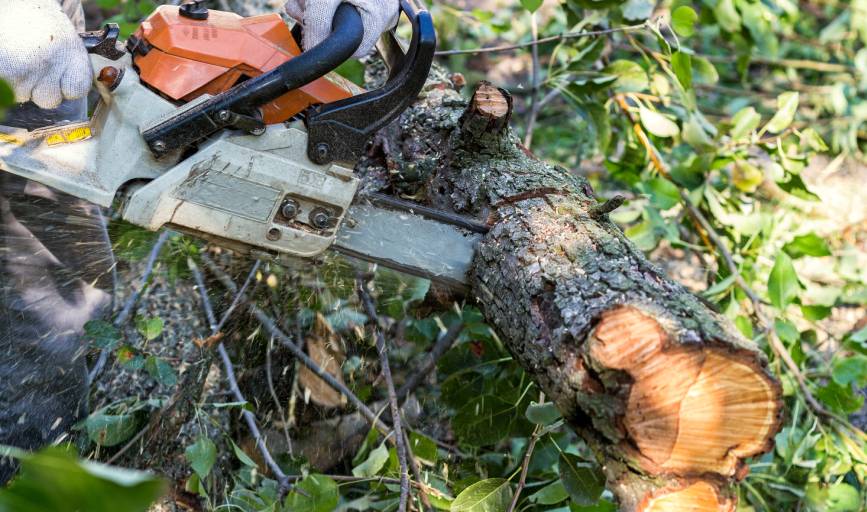 Tree Trimming